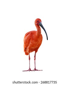 3,166 Scarlet ibis Stock Photos, Images & Photography | Shutterstock