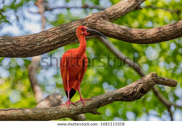 Scarlet Ibis Japan nature\
bird