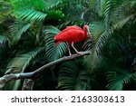 Scarlet ibis on tree trunk over dark forest background. Brazil