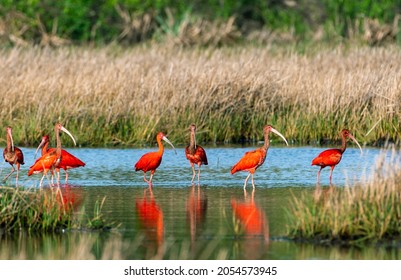 Scarlet Ibis Wading In The Wetlands Of Trinidad On A Bright Sunny Day With Their Red Plumage Reflecting In The Water.