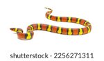 Scarlet king snake or kingsnake - Lampropeltis triangulum elapsoides - multi colored red, yellow, black isolated on white background. wild north Florida example studio photo released back into wild