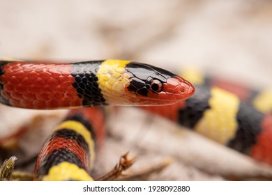 Scarlet Kingsnake Head Close-up Macro