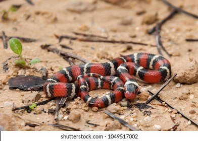 Scarlet Kingsnake (Lampropeltis Elapsoides)