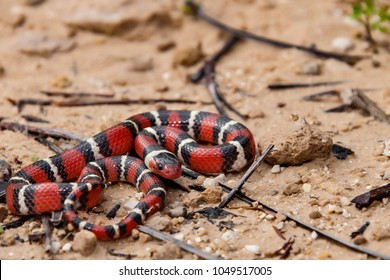 Scarlet Kingsnake (Lampropeltis Elapsoides)