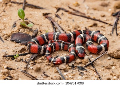 Scarlet Kingsnake (Lampropeltis Elapsoides)