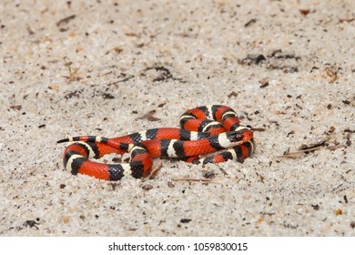 Scarlet Kingsnake (Lampropeltis Elapsoides)