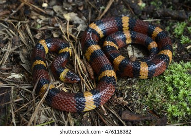 Scarlet Kingsnake (Lampropeltis Elapsoides)