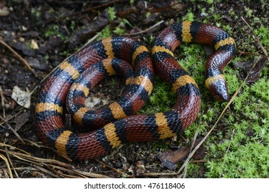 Scarlet Kingsnake (Lampropeltis Elapsoides)