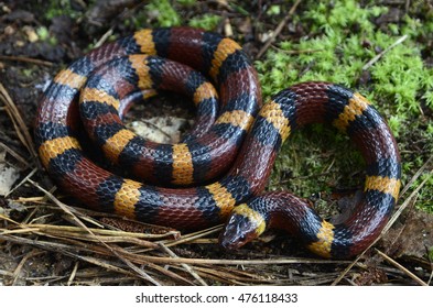 Scarlet Kingsnake (Lampropeltis Elapsoides)