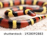 Scarlet Kingsnake on Sand Coral Snake Mimic