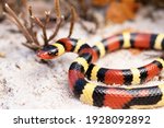 Scarlet Kingsnake on Sand Coral Snake Mimic