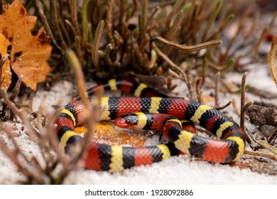 Scarlet Kingsnake On Sand Coral Snake Mimic