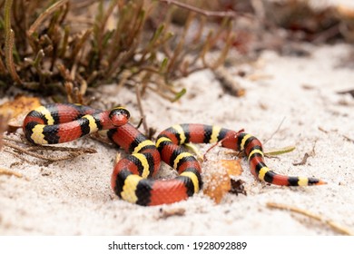 Scarlet Kingsnake On Sand Coral Snake Mimic