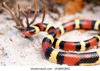 Scarlet Kingsnake On Sand Coral Snake Mimic