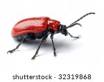 scarlet lily beetle on a white background