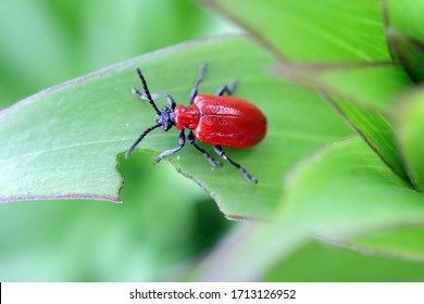 The scarlet lily beetle, red lily beetle, or lily leaf beetle (Lilioceris lilii), is insect eats the leaves, stem, buds, and flower, of lilies, fritillaries and other of the family Liliaceae.