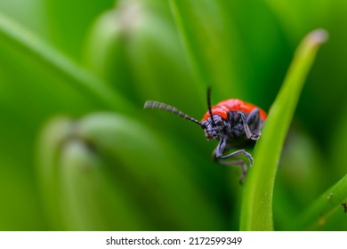 The scarlet lily beetle, red lily beetle, or lily leaf beetle (Lilioceris lilii), is a leaf beetle that eats the leaves, stem, buds, and flowers, of lilies. Bright red and elegant.