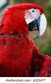Scarlet Macaw