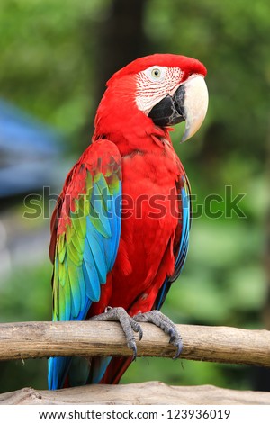 Scarlet Macaw
