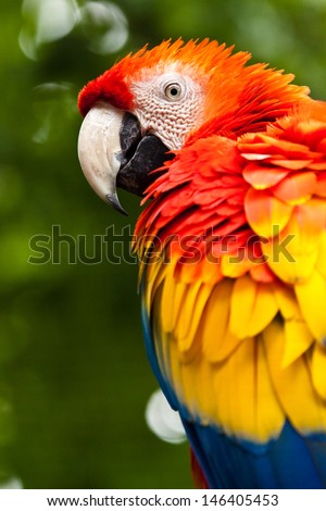 Scarlet Macaw (Ara macao) 