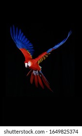 Scarlet Macaw, ara macao, Adult in Flight against Black Background  