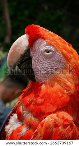 The scarlet macaw (Ara macao) also called the red and yellow macaw, red and blue macaw or red breasted macaw