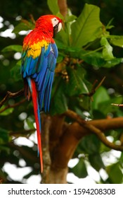 Scarlet Macaw (Ara Macao) In The Colombian Forest