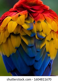 Scarlet Macaw (Ara Macao) In The Colombian Forest