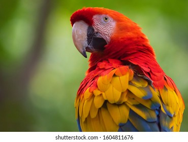 Scarlet Macaw (Ara Macao) In The Colombian Forest