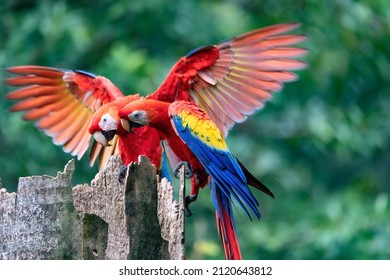 Scarlet Macaw (Ara Macao), Couple Sitting At The Entrance To Their Nest In The Hollow Of A Tree Trunk. Quepos, Wildlife And Birdwatching In Costa Rica.