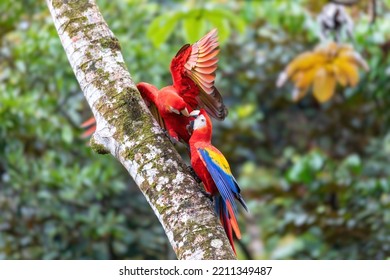 Scarlet Macaw (Ara Macao), Couple Perched On Tree. Quepos, Wildlife And Birdwatching In Costa Rica.