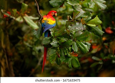 Scarlet Macaw, Ara macao, in dark green tropical forest, Brazil Amazonia. Red bird in the forest. Parrot in the green jungle habitat. Perrot sitting on the tree branch.