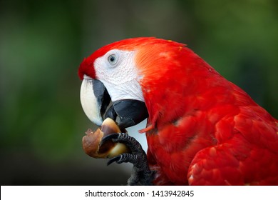 Scarlet Macaw Ara Macao Eating Corcovado Stock Photo (Edit Now) 1413942845