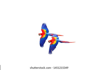 The scarlet macaw (Ara macao) flying  with white background. Macaw pair flying isolated.Two big parrots flying in formation on white background. - Powered by Shutterstock