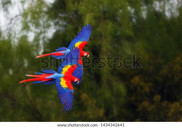 The
scarlet macaw (Ara macao) flying through forest with green
background.  Macaw pair flying high in the greenery of trees.Two
big parrots flying in formation on green
background.