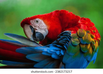 The Scarlet Macaw (Ara macao) is a large, vibrant, and beautiful parrot native to the tropical rainforests of Central and South America. - Powered by Shutterstock