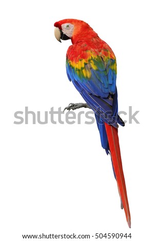 Scarlet macaw (Ara macao) a large, red, yellow and blue parrot bird showing its back feathers profile isolated on white background, fascinated bird