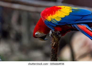 Scarlet Macaw Ara Macao South American Stock Photo 1056664934 