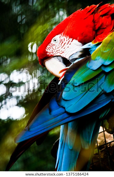 Scarlet Macaw Big Beautiful Colorful Parrot Stock Photo Edit Now