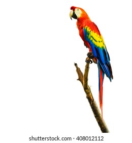 Scarlet macaw bird sitting on branch, isolated on white background.
