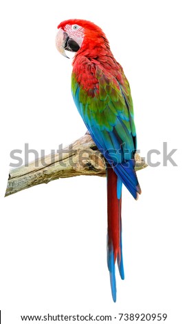 Scarlet Macaw, Colorful bird perching on branch with white background and clipping path.