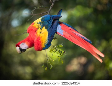 Scarlet Macaw Costa Rica Photo Expedition 