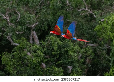 scarlet macaw couple flying through rainforest canopy in tambopata reserve