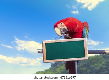 Scarlet macaw with empty blackboard