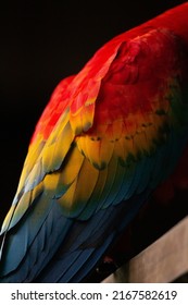 Scarlet Macaw Feather Close Up In Peruvian Rainforest In Tambopata