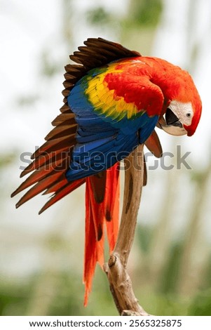 SCARLET MACAW In Flight Captures