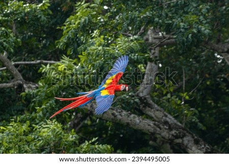 scarlet macaw in flight on osa penisnsula in costa rica