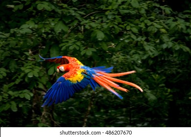 Scarlet Macaw Flying - Copan, Honduras