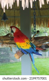 Scarlet Macaw In Grass Hut