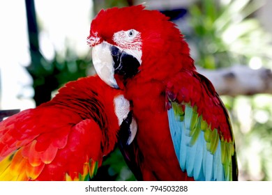 Scarlet Macaw And Green Winged Macaw (Red And Green Macaw),two Of Beautiful Parrot That Suffered From Local Extinction Through Habitat Destruction And Capture For The Parrot Trade.
